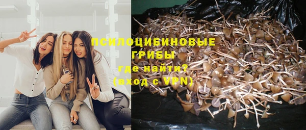 прущие грибы Нефтекумск