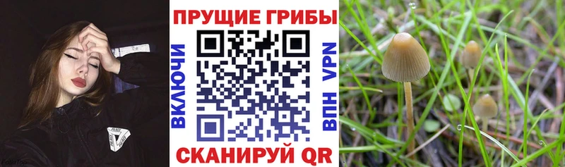Псилоцибиновые грибы мухоморы  где купить наркоту  Нюрба 